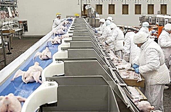 У Північній Ірландії працівники великого заводу з виробництва пташиного м'яса проголосують за потенційну страйк