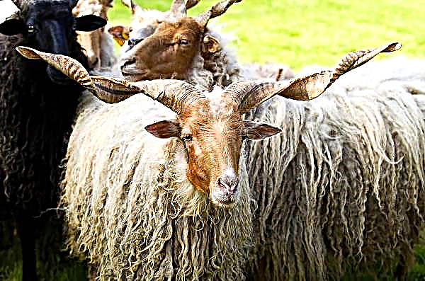 Moutons Ratska au lieu de tondeuses à gazon et d'engrais