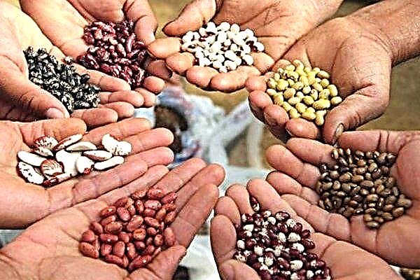 Novosibirsk seed producers tripled production