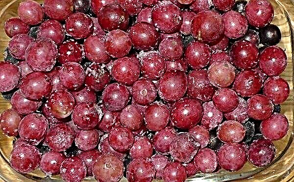 Gooseberry varieties Sadko (Sadko): description of the variety, care features, photos, reviews