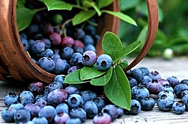 The largest blueberry plantation in Ukraine is located in Transcarpathia
