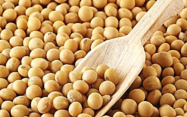 Zhytomyr farmers will grow organic soybeans for export