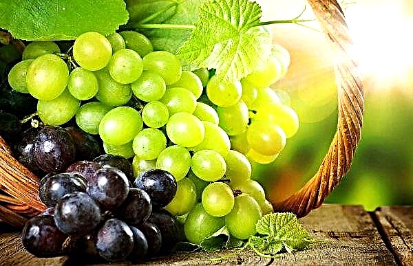 Los agricultores de Chernihiv plantaron viñedos para atraer turistas.