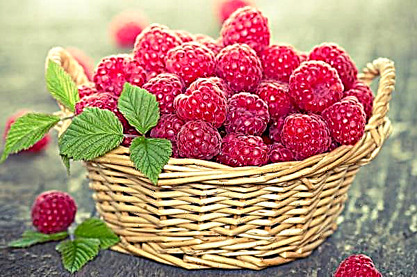 In Ukraine, the fresh berry season is almost over: experts are summing up