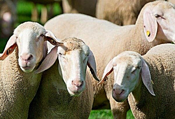 Representatives of the American sheep industry are going to visit the UK
