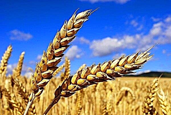 درس مزارعو خيرسون أول مليون طن من الحبوب