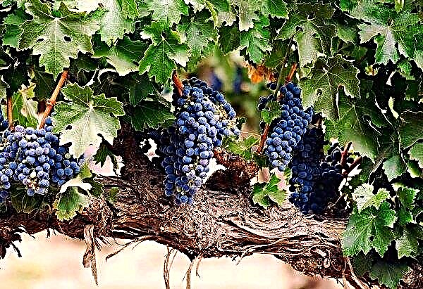 Come innaffiare l'uva in estate: quante volte e quante volte, le regole di base