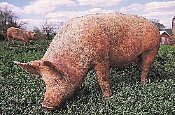 Perusahaan Kherson berencana untuk meningkatkan jumlah induk babi hingga 30 persen