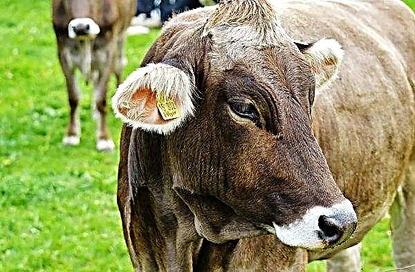 Italienii vor finanța mese pentru bovine Orenburg