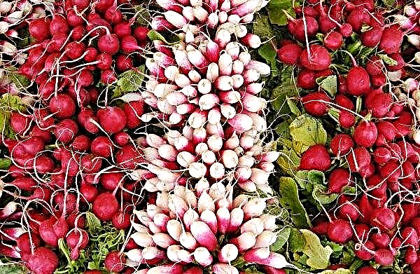 Empresas agrícolas ucranianas não demoram para cultivar rabanetes