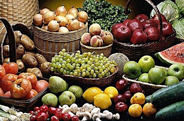 Petersburgers İnguş sebze ve meyveler için ilaç alışverişinde bulunacak