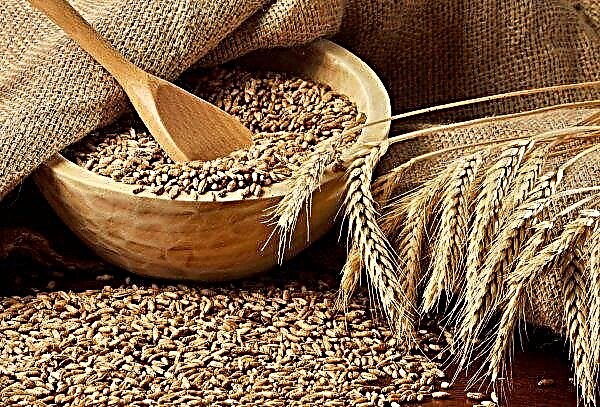 Dnipropetrovsk agrarians do not expect a large grain crop