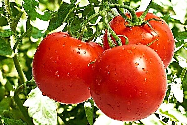 Ukrainian tomatoes began to get cheaper