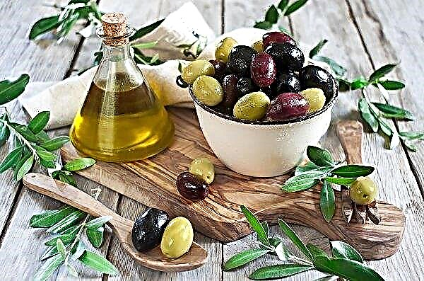 Valko-Venäjä aloittaa öljyn puristamisen espanjalaisista oliiveista teollisessa mittakaavassa