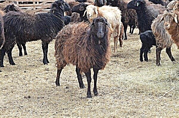 1500 Schafe aus Kasachstan fielen Pocken zum Opfer