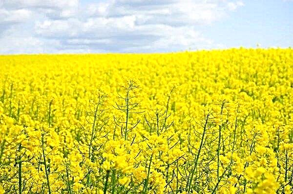 In Udmurtia - more and more rapeseed