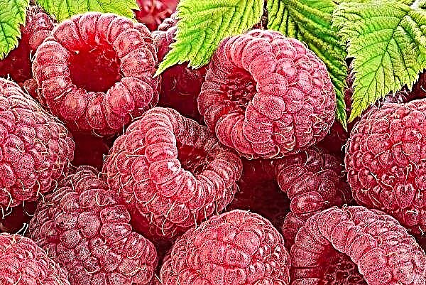 Ukrainske hindbærproducenter tvunget til at bruge flere fungicider