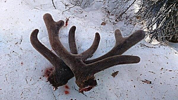Siberian authorities will send poachers into a debt hole. illegally mining deer horns
