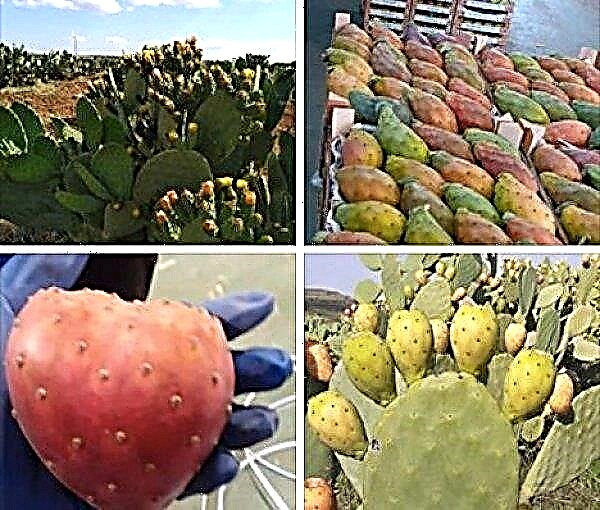 Los cactus comestibles orgánicos crecen en una granja italiana