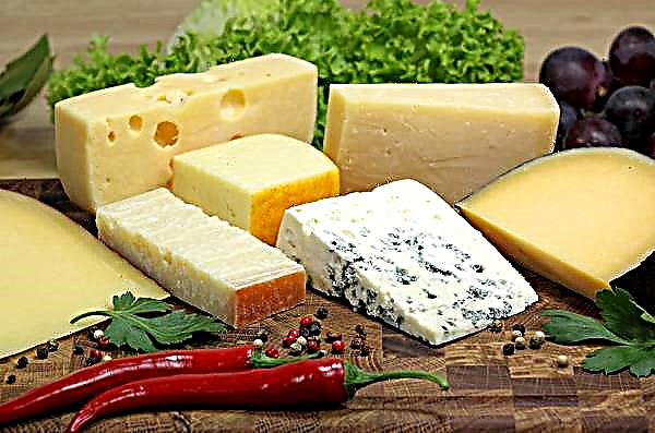 Kmetje Nižnega Novgoroda so začeli proizvodnjo luksuznih sirov