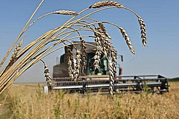 Nibulon Company Finishes Harvesting Early Cereals