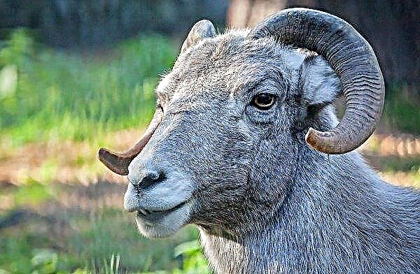 Bighorn sheep: origin, characteristics, external description, habitat, abundance