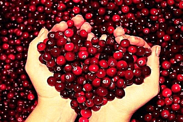 Ukraina memiliki semua persyaratan untuk budidaya cranberry yang sukses di industri