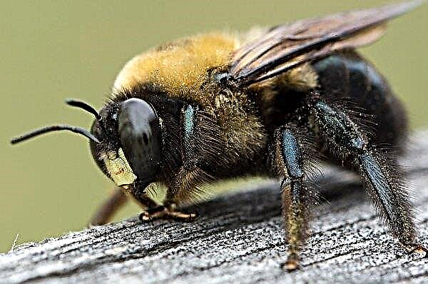 En invernaderos únicos de Volgogrado con abejorros contratados con control climático
