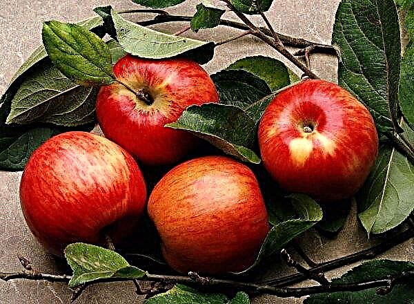 Wetenschappers uit de Verenigde Staten creëerden een autonome oogstmachine voor het verzamelen van appels