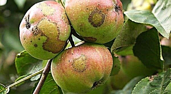 A crosta anda pela Ucrânia: maçãs e peras estão em perigo