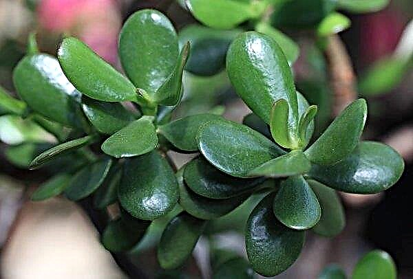 Crassula (money tree): medicinal properties and contraindications, benefits and harms for home and humans, recipes