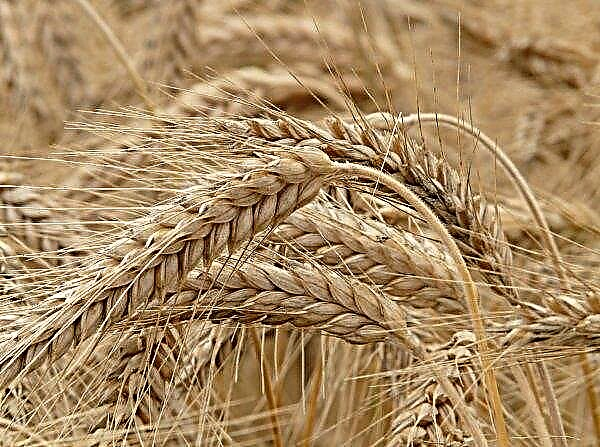 Zaporizhzhya 농장은 대초원의 조건에 맞게 500 헥타르의 곡물을 재배합니다.
