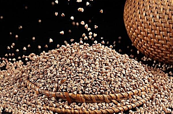 Ukraine will reduce buckwheat production by 2.3 times