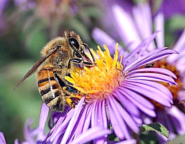 Bienenstädter beherrschen die Städte Polens