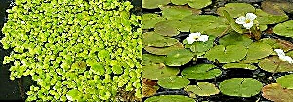 Pequenas folhas arredondadas de lentilha-d'água podem ser vistas na superfície de lagoas e pântanos. Atualmente, esta planta não é cultivada na Ucrânia, embora não seja pior que a soja em termos de teor de proteínas. Hoje, especialistas consideram a lentilha um superalimento do futuro.