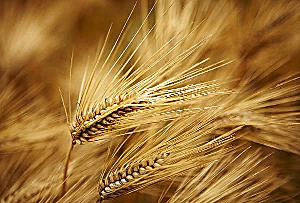 Sumy farmers almost tripled the volume of barley sales