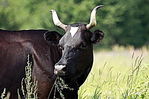 과학자들은 소의 뱃속에있는 가축의 수를 줄여야 할 충분한 이유를 찾고 있습니다