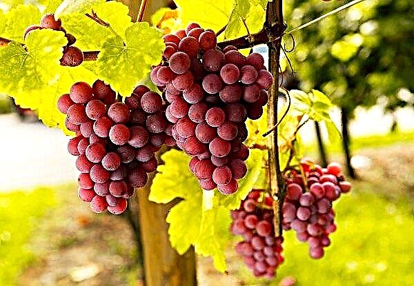 National Federation of Wine Cooperatives stræber efter at støtte vinproducenter
