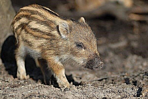 Transcarpathian 숲에는 돼지 전염병과의 싸움이 있습니다.