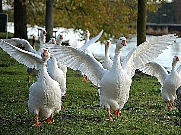 Geese can save the Ukrainian village