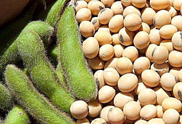 Soybean production in Kazakhstan does not slow down