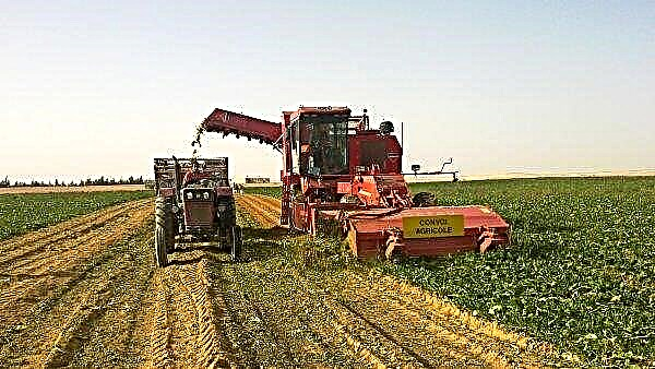 Egypt boosts sugar beet production