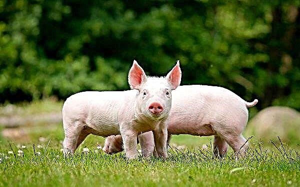 Fermierul Irkutsk refuză să-și protejeze porcii de ciuma africană