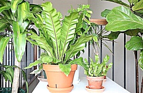 Asplenium nesting: description with photos, care and growing a houseplant at home