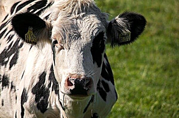 La brucelosis mató a 27 vacas Penza