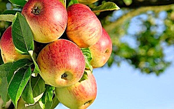 ”Jeg giver to tons æbler i gode hænder”