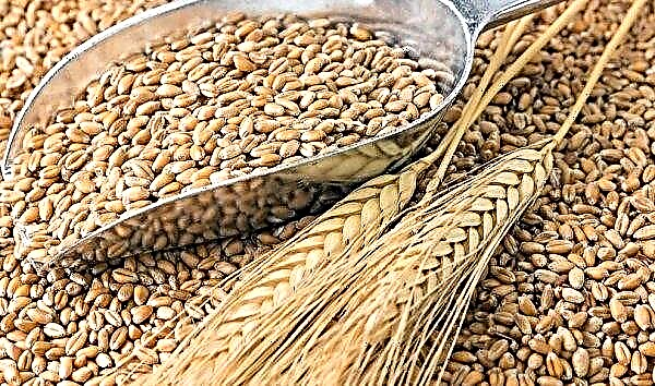 The makings of a leader: Russia does not intend to give up first place in world grain exports