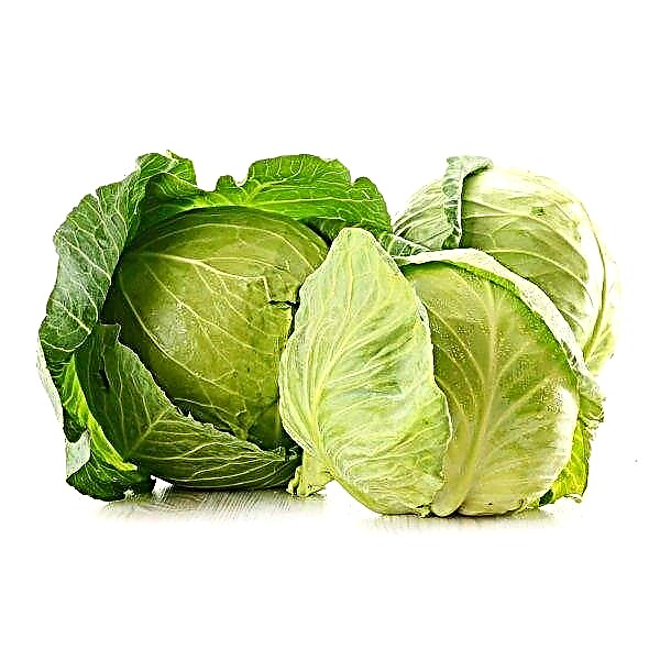 This year, Ukrainian cabbage threatens bacteriosis and peronosporosis