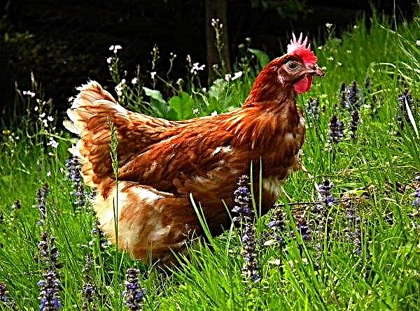 Kazakiska kycklingar väntar igen på den ryska marknaden