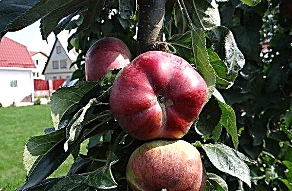 Stĺpcový jabloň Ostankino: opis a charakteristika odrody, výsadby a starostlivosti o rastliny, fotografie